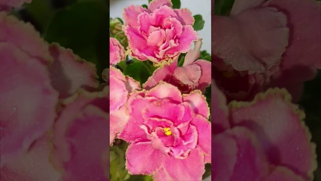 Фиалка ЛФ-Клевер! Немного захимерила! Как думаете, друзья, стоит ли закреплять?!