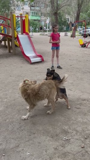 Бродячие собачки с бирочками на ушах