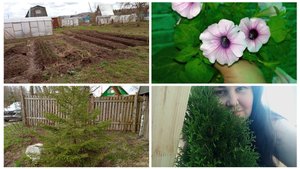 Работа на даче/ огурцы в теплицу/ обрезка малины и осмотр рассады дома выезд 2