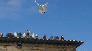 Голуби Доброполье