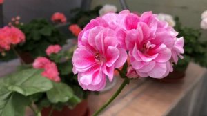 Плющелистная пеларгония. Vintage Rose. Винтажная Роза.