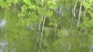 РЕЧКА ПОПЛАВОК И ПЕНИЕ СОЛОВЬЯ УТРО