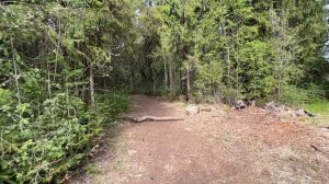 Тропа между елок DenBan4