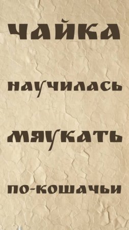 Чайка научилась мяукать по-кошачьи