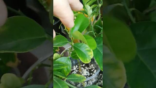 Гранаты из косточки.            Pomegranates from a seed. смотреть онлайн