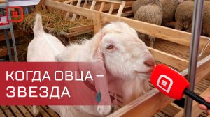 Российская выставка племенных овец и коз открылась в Дагестане
