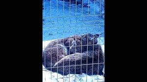 РЫСИ УХАЖИВАЮТ ДРУГ ЗА ДРУГОМ _лопата которая напугала Алмаза
