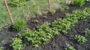 Сад. Малина ремонтантная. Брянское диво. 15.05.2025