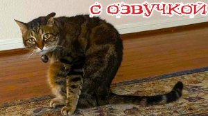 Приколы с котами С ОЗВУЧКОЙ - СМЕШНЫЕ КОТЫ- Самые смешные животные Тест на психику