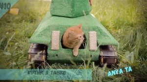 Миссия невыполнима. Подборка приколов с котикам.