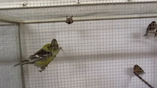 Выставка птиц смотреть онлайн