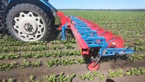 трактор МТЗ с культиватором Кобальт Хатценбихлер