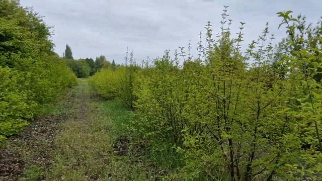 Кизил поговорим об агротехнике смотреть онлайн