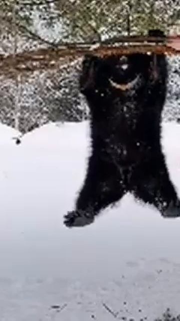 МЕДВЕЖОНОК НА ЗАРЯДКЕ смотреть онлайн