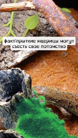 Сколько живут прыткие ящерицы 🦎