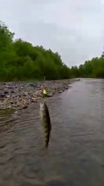 Шкотовский район 24.05.2020👍Кирилл 🎣 смотреть онлайн