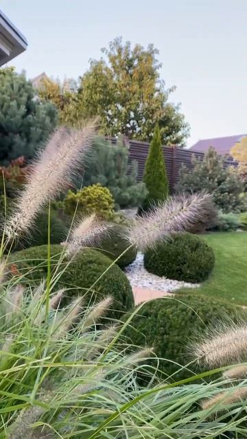 ПЕННИСЕТУМ,ТИС,ГОРТЕНЗИЯ,БАРБАРИС✨🩵 #катеринаагамалова #ландшафтныйдизайн #сад #дача #дизайн #тис смотреть онлайн