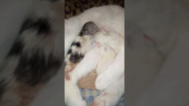 С днем рождения. смотреть онлайн