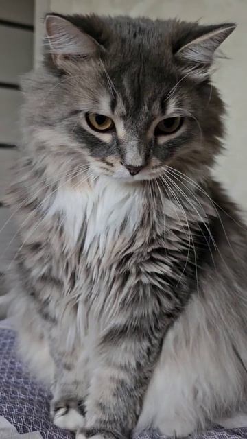 😀Обои😀 #анекдоты #смех #прикол #котик#подпишисьнамой смотреть онлайн