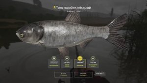 Русская рыбалка 4 трофейный Толстолобик пестрый на реке Сура