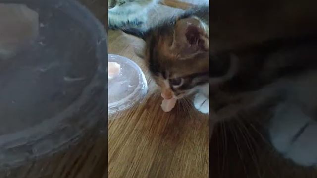 кошка ест корм 2 смотреть онлайн