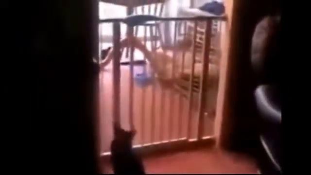 Смешные кошки и дети, приколы 2015 смотреть онлайн