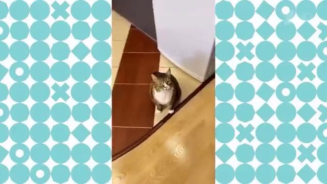 Умный кот Вася на 1 канале в программе «Видели видео?» смотреть онлайн