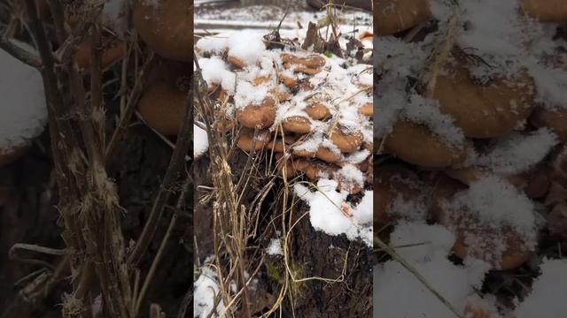 Опята #хочувдеревню