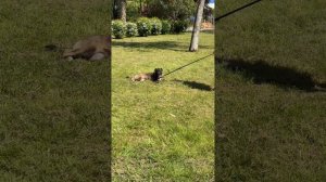 Игривая Боня ищет себе активных хозяев❤️