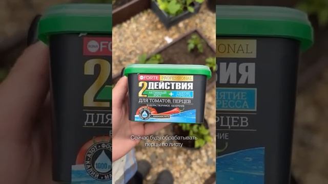 Чем подкормить перцы и томаты #перец #томаты