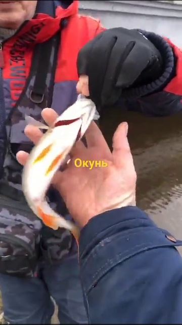 окунь в Питере. дроп шот. смотреть онлайн