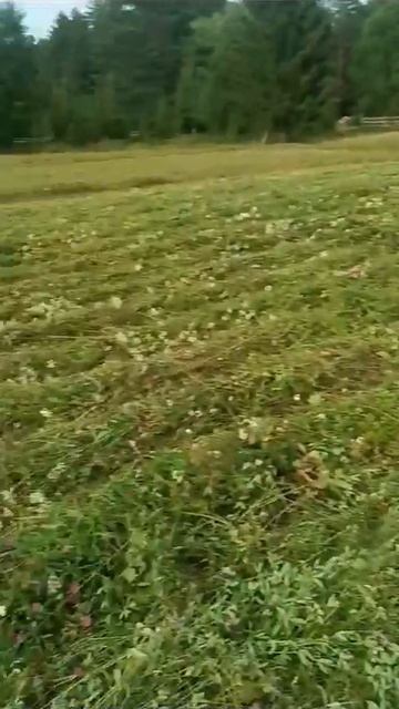 мотоблок Угра скосил все поле смотреть онлайн