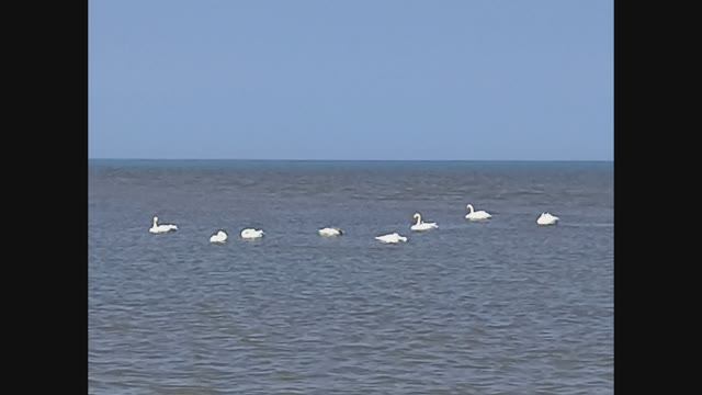 Лебеди в городе Невельск, остров Сахалин.  Апрель 2025 года.mp4