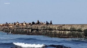 Сивучи  в городе Невельск, остров Сахалин. Апрель 2025 года.mp4