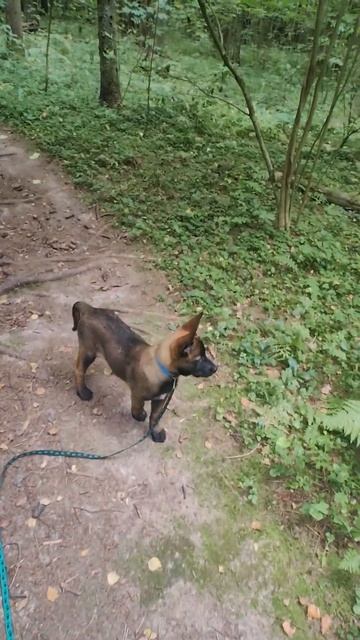 Команда иди сюда (ко мне) для щенка. #shorts #дрессировкащенка #комне #малинуа #дрессировка #подзыв смотреть онлайн