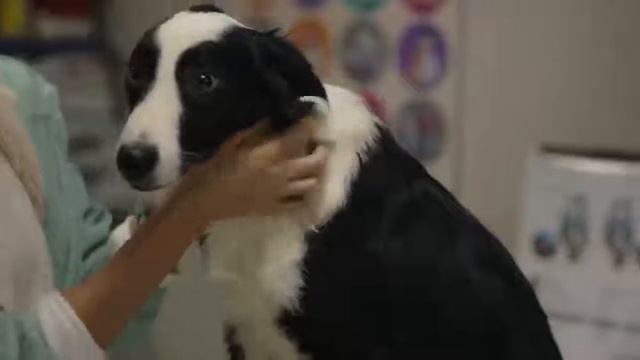 Şahin Tepesi 3 Bölüm Efe'den Yardım Eli Соколиный холм смотреть онлайн