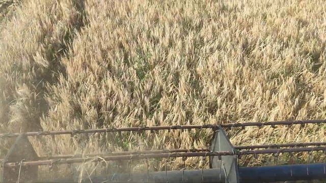 ячмінь який примерз сипе як дурний смотреть онлайн