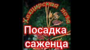 Посадка саженца винограда.