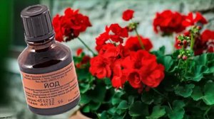 Зачем Герани ЙОД? Обильное цветение – гарантировано!