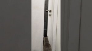 Как котик открывает закрытую дверь