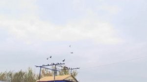 голуби Чаплыгин часть 1