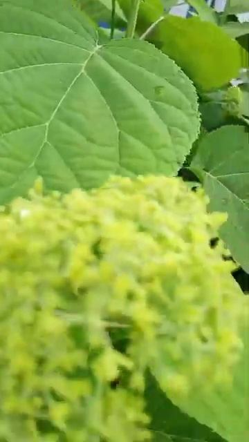 #грядки #грядки #грядки смотреть онлайн