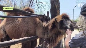 Боевики расстреляли беззащитных животных: военкор «ЯПервого» побывала в восстановленном зоопарке