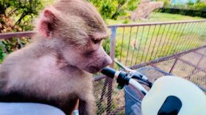 Вот тебе и раз, Люська ИСПУГАЛАСЬ ЛЬВОВ и как вы думаете что она сделала