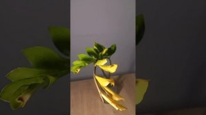 ЖЕЛТЕЕТ молодой лист у замиокулькаса. ПРИЧИНЫ.