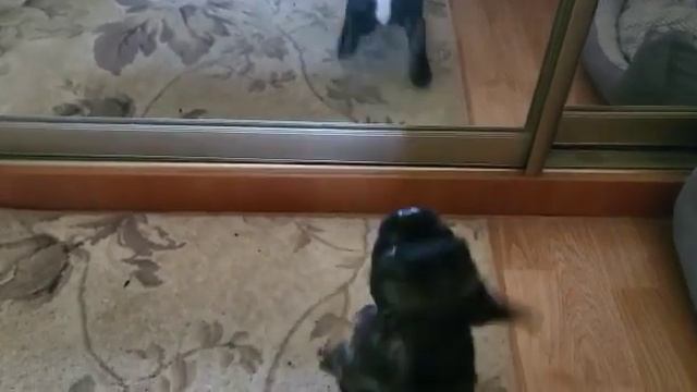 Шок у Щенка))) Откуда он взялся??? смотреть онлайн