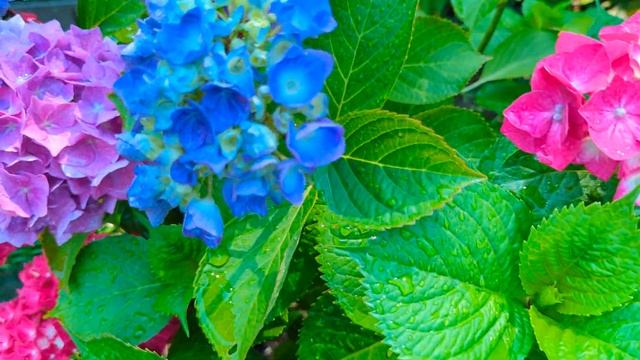 Обзор огорода после дождя. 12.7.24.год. Германия смотреть онлайн