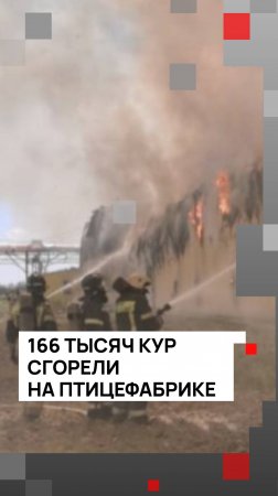 166 тысяч кур сгорели на птицефабрике