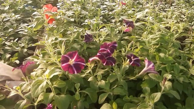 обзор теплицы 3 января смотреть онлайн