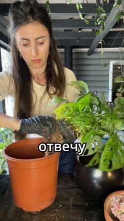 #комнатныерастения #фитодизайн #озеленение